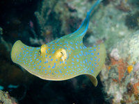 Perhentian Islands 2006 [ 139 images ]